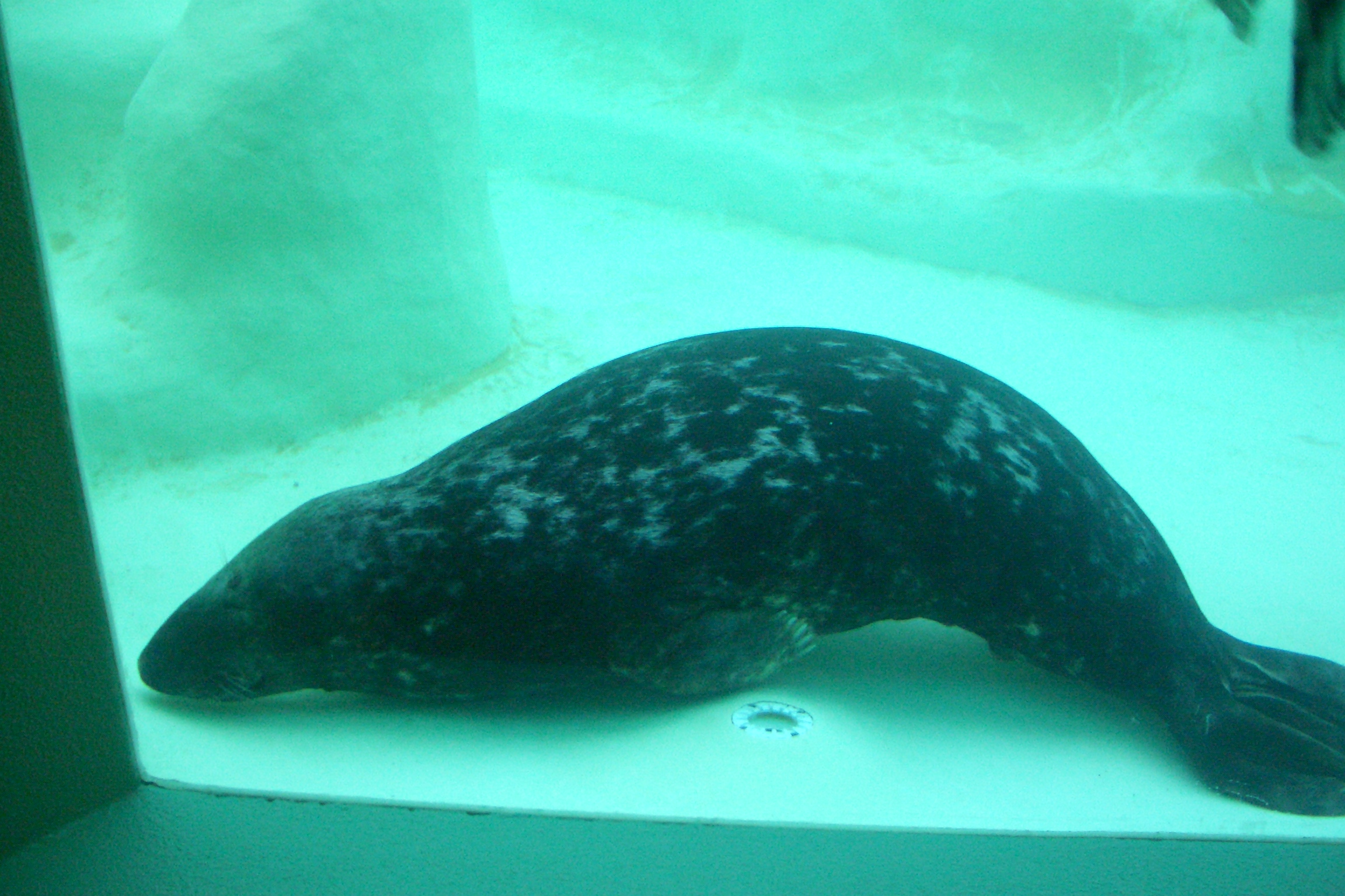 Biarritz sleeping seal